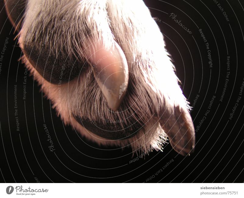 permit Dog Paw Claw Nail Pelt Animal Black White Close-up Living thing Soft Exceptional Crossbreed Mammal Macro (Extreme close-up) four-legged friends haustie