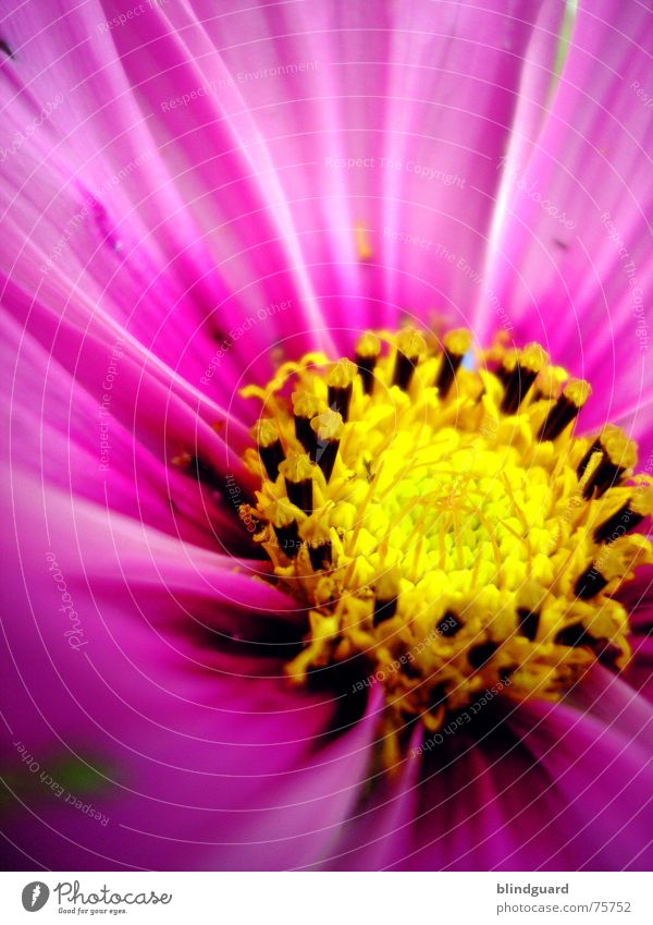 Only e Flower Yellow Pink Macro (Extreme close-up) Blossom Gardener Seed garden nature Multicoloured Circle Joy flower Illuminate