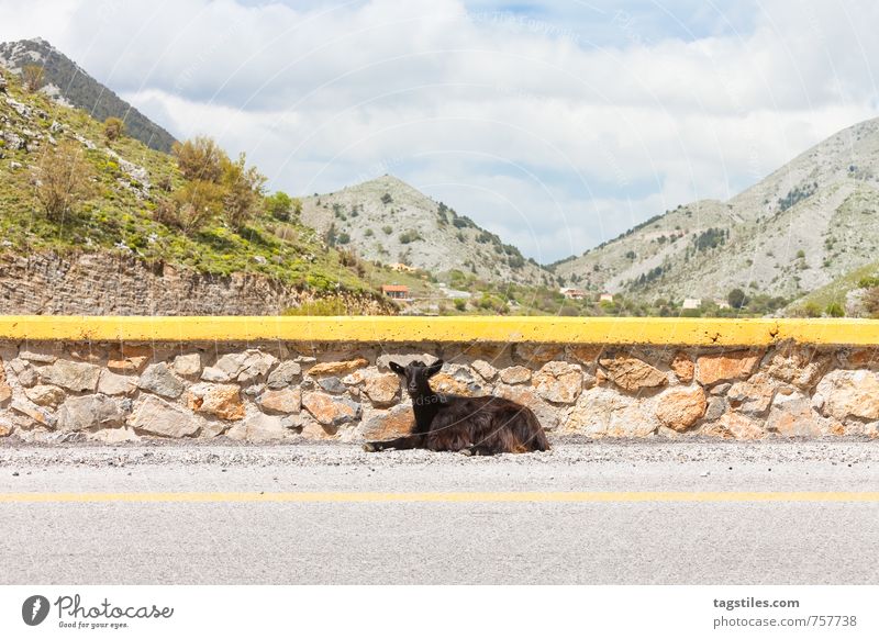 SCH*** TOURISTS ... Crete Greece snacks Imbros Gorge Goats Street Roadside Country road Animal portrait Break Relaxation Restful Vacation & Travel