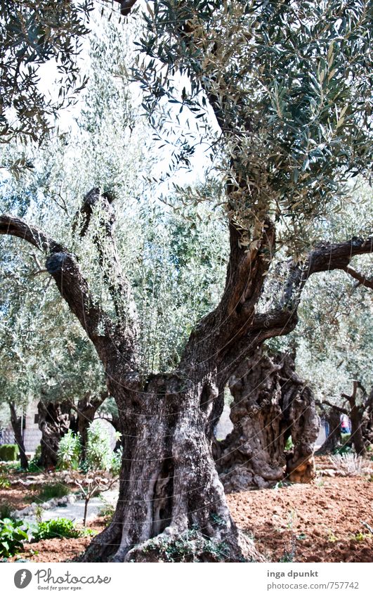 Olive tree Environment Nature Landscape Plant Tree Mount of olives Garden Park Israel West Jerusalem Growth Old Christianity Colour photo Exterior shot Deserted