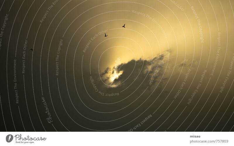 STORM & PRESSURE Senses Solar Power Stage play Dance Opera Air Sky Storm clouds Aviation Aircraft Animal Wing Raven birds Crow 3 Flock Binoculars Hunting