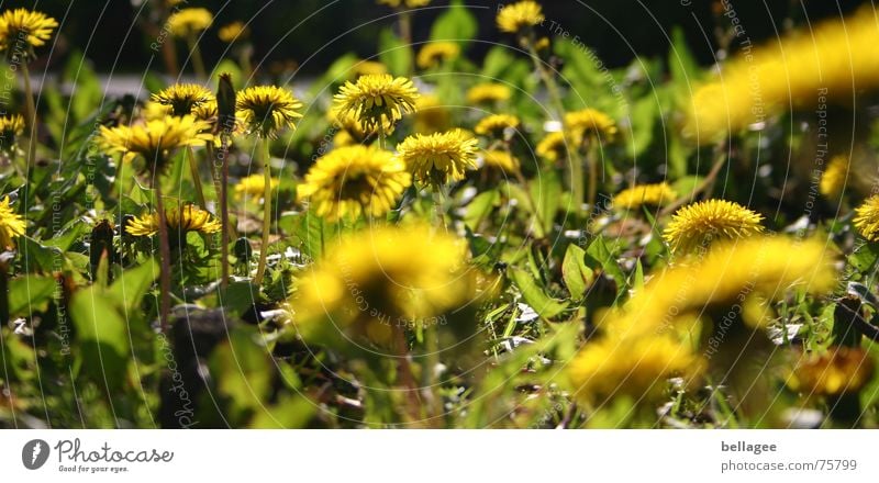 dandelion Plant Flower Dandelion Green Yellow Nature grows everywhere Peter funny Weed