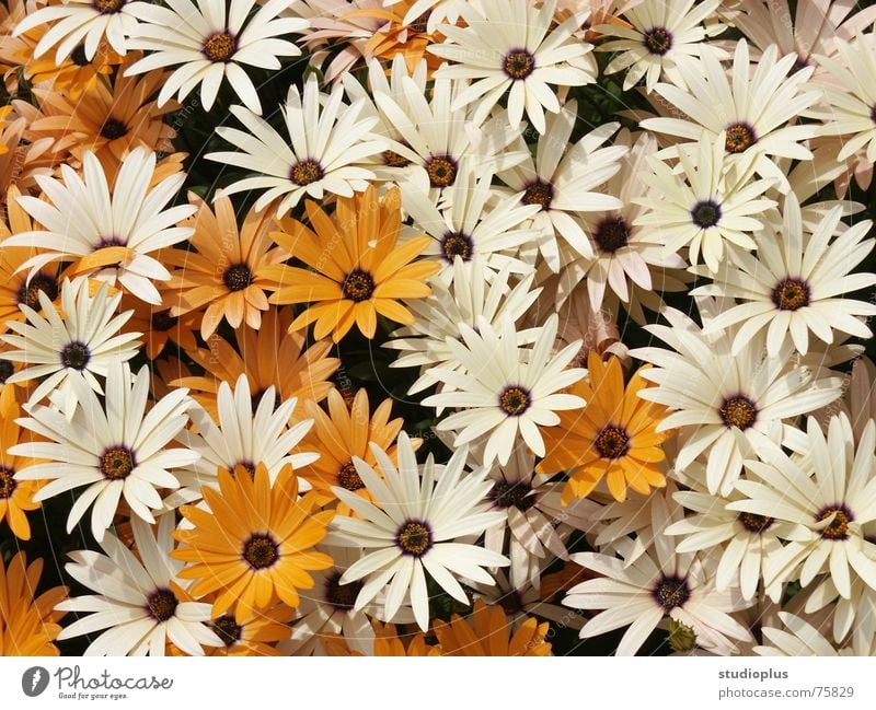 sea of flowers White Flower Blossom Bouquet Orange Nature motif