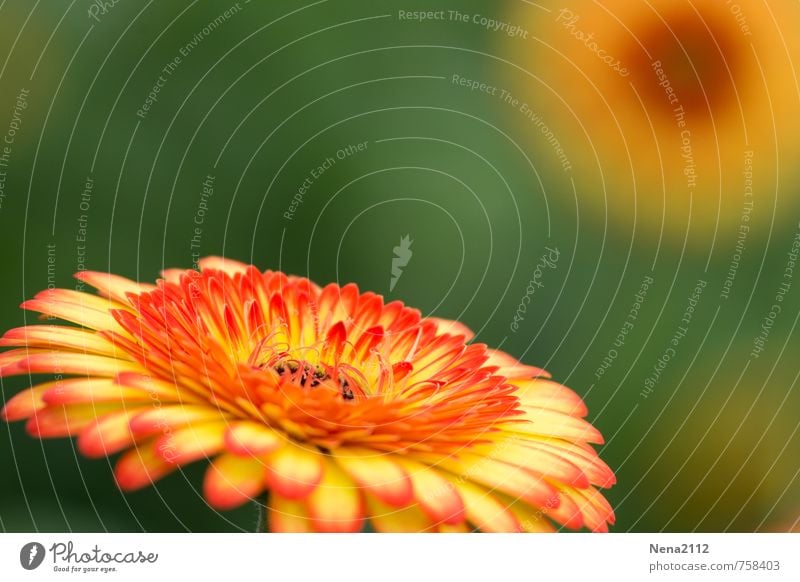 summer Environment Nature Plant Flower Blossom Blossoming Illuminate Round Multicoloured Yellow Gold Orange Summery Colour photo Exterior shot Close-up Detail