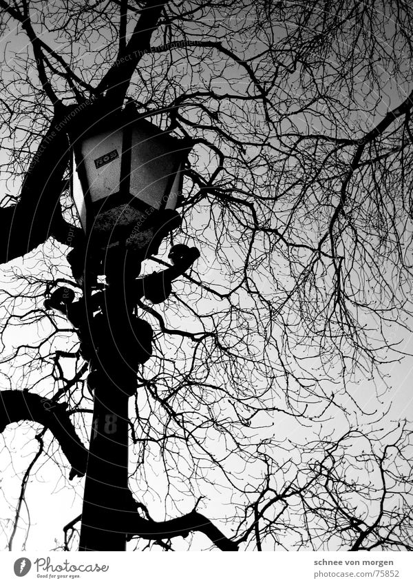 sunday, late afternoon Leafless Tree Lantern Black Calm Light Autumn Sunday Afternoon Winter Wood Environment Sky Nature Black & white photo Boredom leaves fall