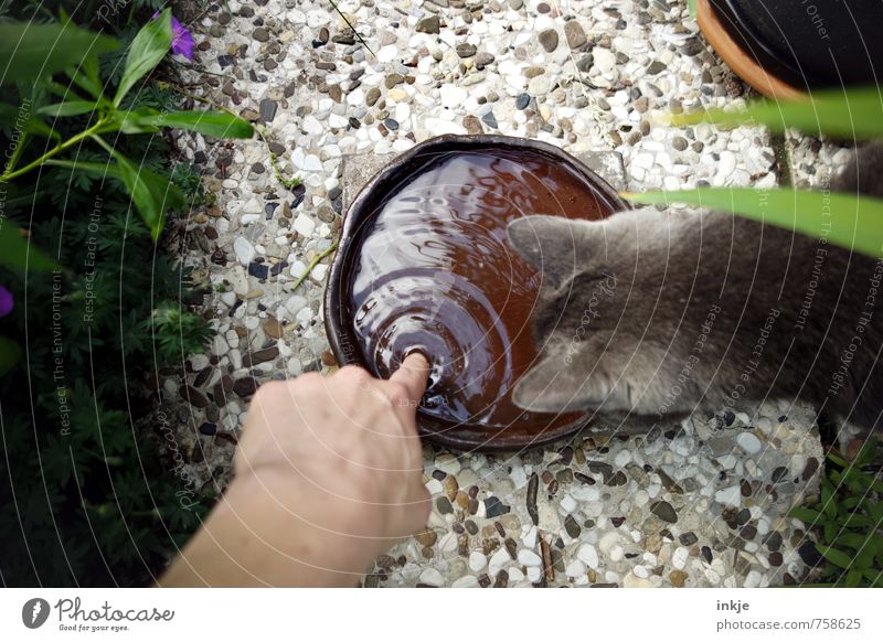 The lucky ones are the curious ones Fingers 1 Human being Water Spring Garden Balcony Terrace Animal Pet Cat Cat's head Cat's ears Bowl Concrete Observe Touch