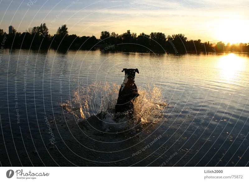 And Laika jumped into the sunset ... Dog Labrador Sunset Lake Pond Autumn Jump Animal Silhouette Evening Water Swimming & Bathing Summer