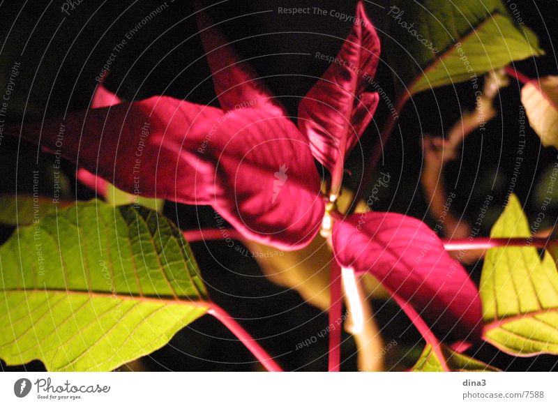 red leaves plants