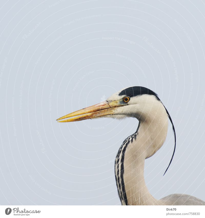 raised head Environment Animal Istanbul Wild animal Bird Animal face Heron Grey heron Shock of hair 1 Observe Looking Wait Esthetic Threat Elegant Point Blue