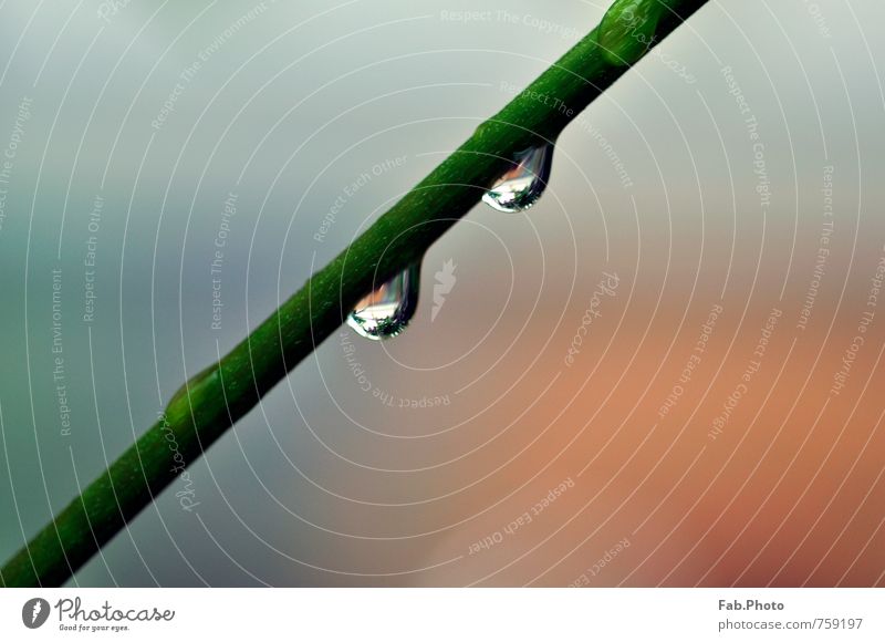 raindrop Nature Water Drops of water Spring Bad weather Foliage plant Blade of grass Green Garden Meadow Dream Growth Cry Esthetic Happy Wet Orange Contentment