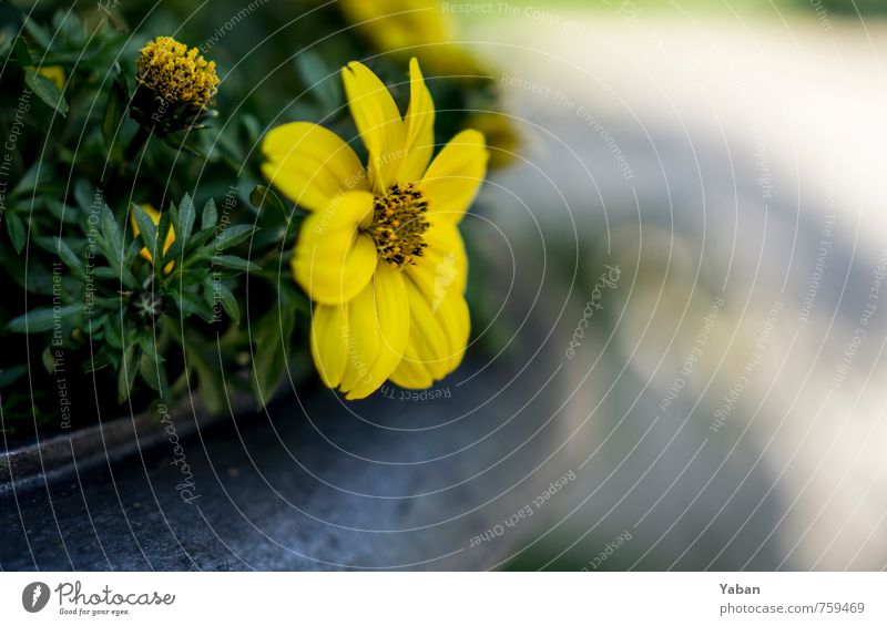 yellow discoloration Plant Spring Flower Pot plant Garden Park Blossoming Faded Growth Yellow Green Colour photo Exterior shot Close-up Day