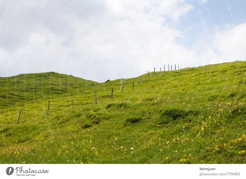 Heidis Meadow Agriculture Forestry Environment Nature Landscape Plant Clouds Summer Beautiful weather Grass Agricultural crop Alps Sustainability Blue Green