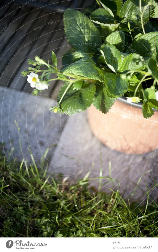 potted strawberries Plant Grass Leaf Blossom Agricultural crop Pot plant Strawberry Garden Natural Colour photo Exterior shot Deserted Day Sunlight