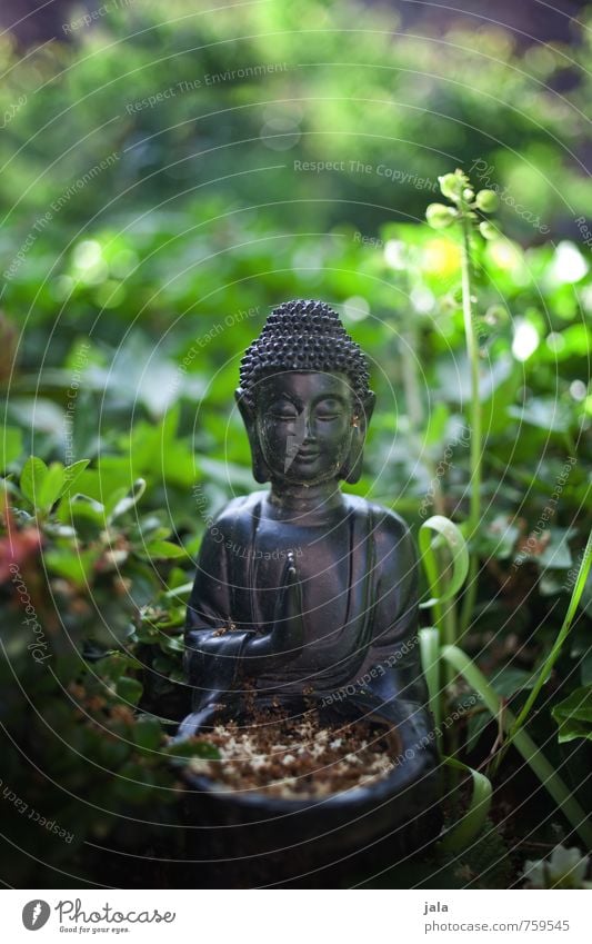 Buddha Nature Plant Grass Bushes Foliage plant Garden Decoration Esthetic Statue of Buddha Religion and faith Colour photo Exterior shot Deserted Day