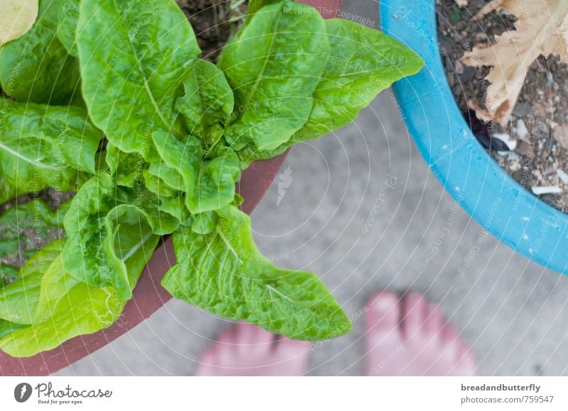 garden happiness Food Plant Agricultural crop Lettuce Garden Natural Green Colour photo Exterior shot Day