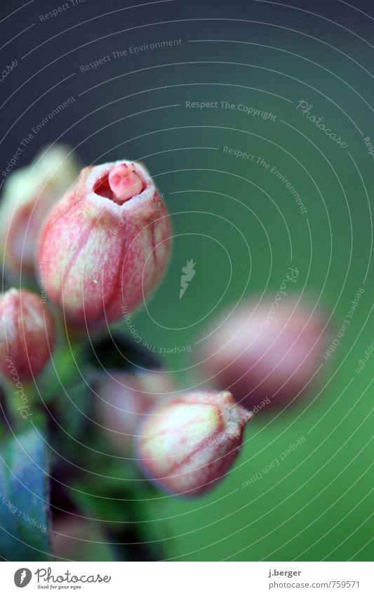 rosé Nature Plant Summer Rose Blossom Wild plant Green Pink Flower Macro (Extreme close-up) Colour photo Subdued colour Exterior shot Close-up Detail