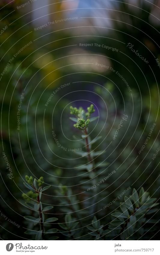 dark green Nature Plant Leaf Foliage plant Garden Dark Natural Green Colour photo Exterior shot Deserted Day