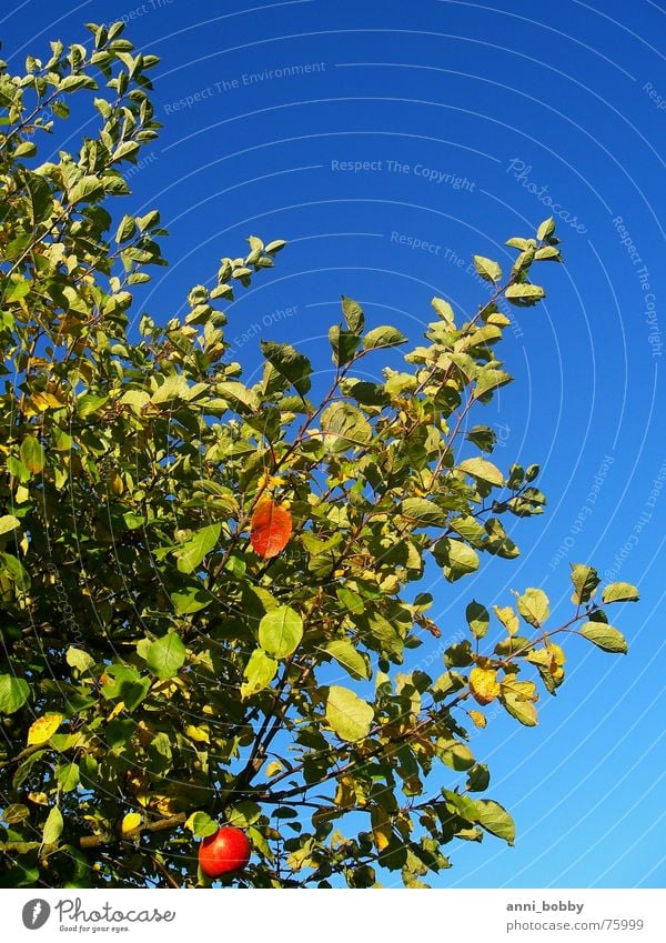 apple Apple tree Tree Leaf Sky Green Autumn Fruit blue appletree Branch