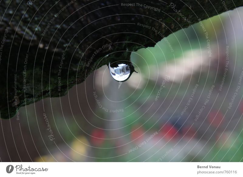 hang out Water Wet Gray Green Black Drops of water Tree Tree bark Rainwater Garden Blur Colour photo Exterior shot Deserted Day Light Reflection