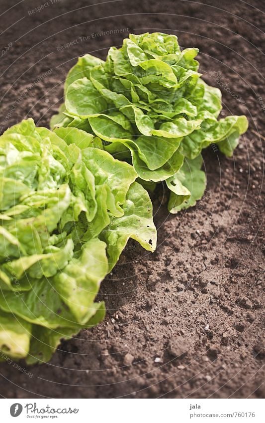 lettuce Environment Nature Plant Leaf Foliage plant Agricultural crop Lettuce Garden Field Fresh Healthy Delicious Natural Colour photo Exterior shot Deserted