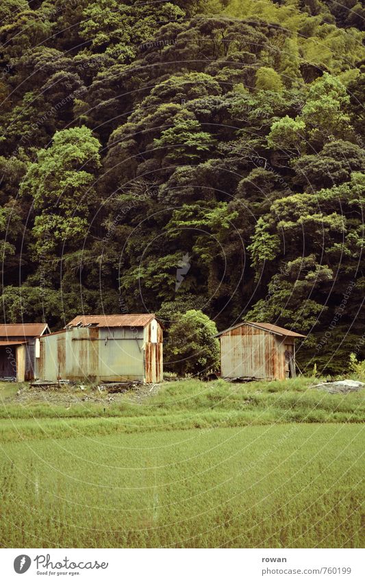 rice cultivation Nature Landscape Forest Virgin forest Hill House (Residential Structure) Manmade structures Building Green Hut Paddy field Rice Agriculture