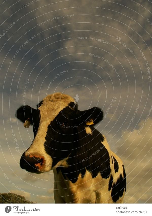 I'm so cool!!! Cow Curiosity Meadow Agriculture Funny Country life Animal Interest Looking Pasture Black & white photo