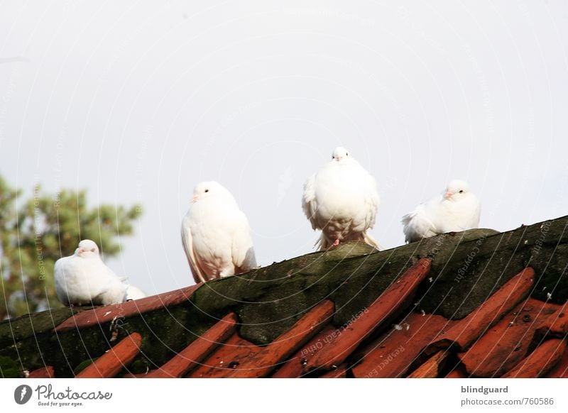 Three white pigeons (+1) Nature Animal Pigeon Animal face Wing Petting zoo 4 Group of animals Stone Sit Wait Blue Gray Green Red Black White Love of animals