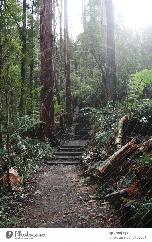 Walk in the Woods Hiking Nature Plant Tree Bushes Fern Forest Virgin forest Movement Brown Green Authentic Colour photo Exterior shot Deserted