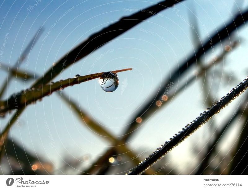 little world Grass Meadow Reflection Wet Drops of water Rope Sky Macro (Extreme close-up) Glittering Nature