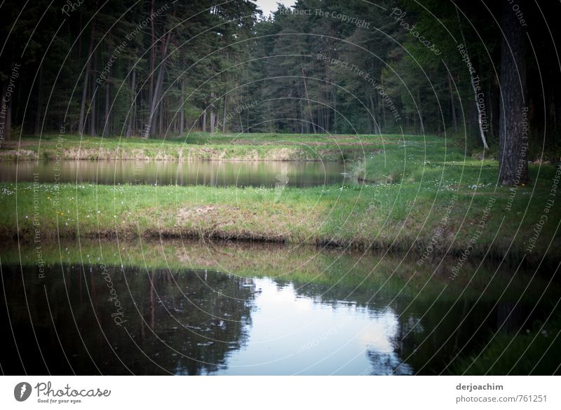 Carp pond situated in the forest where the delicious Franconian carp grow.   Reflection and mirroring Harmonious Relaxation Calm Trip Pond Agriculture Forestry