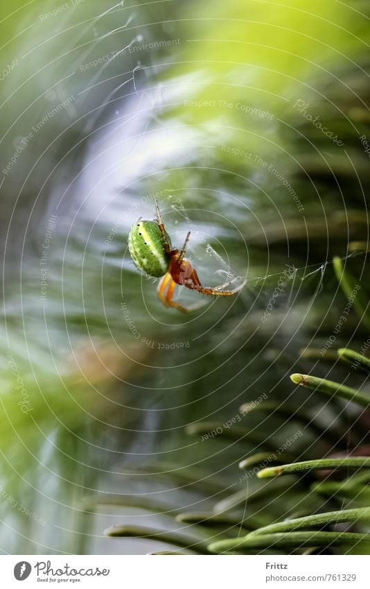 Green Spider ... Nature Animal yew needles pumpkin spider real spider Orb weaver spider Genuine wheel net spider Araneae araneomorphae araneidae araniella