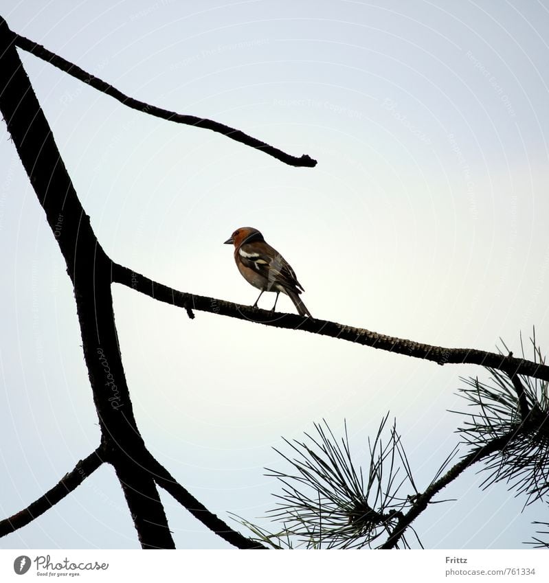 Chaffinch Nature Animal Tree Coniferopsida Pine Bird Songbirds Eurasian Bullfinch Fringillidae frigilla 1 Observe Sit Blue Brown Green Red Black White