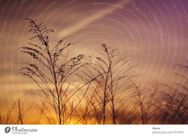 sunset Nature Plant Sunrise Sunset Sunlight Bushes Meadow Field Moody Calm Colour photo Exterior shot Detail Deserted Copy Space right Evening Twilight Contrast