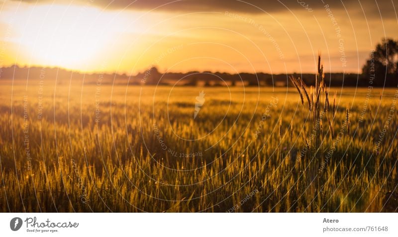 A lukewarm summer evening Nature Sky Sunrise Sunset Sunlight Summer Beautiful weather Grain Meadow Field Calm Colour photo Exterior shot Deserted