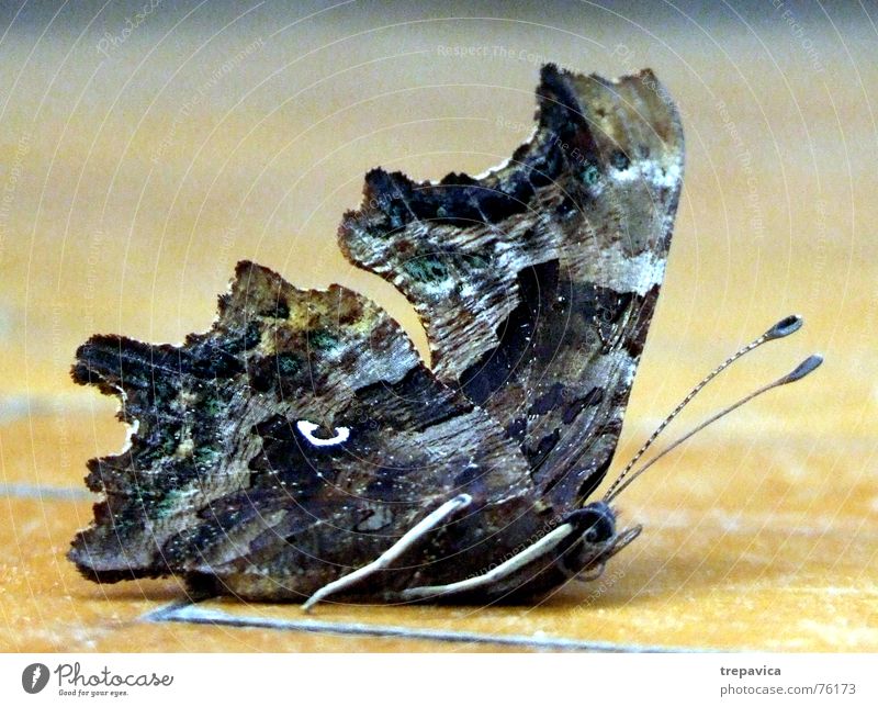 butterfly Insect Flying insect Butterfly Animal Silhouette Deploy Macro (Extreme close-up) Profile Legs Wing dark colours