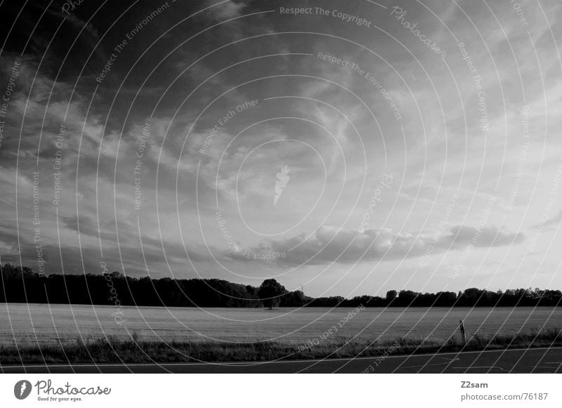 field sw Field Clouds Sky Nature Tree Forest Agriculture Summer Black & white photo black/white Street landscape Grain Sun