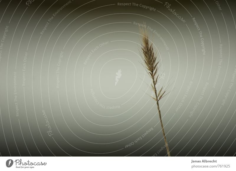 grain Plant Grass Meadow Coast Brown Yellow Gold Black White Ear of corn Grain Stalk Colour photo Subdued colour Exterior shot Close-up Detail