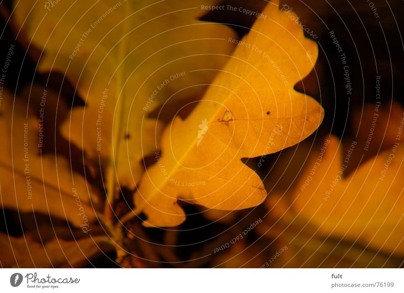 foliage Leaf Oak leaf Oak tree Calm Yellow Structures and shapes Nature Lie End