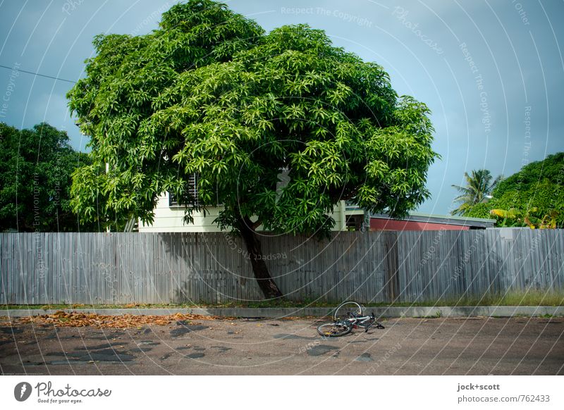 Thursday Exotic Climate Tree Leaf Tropical Queensland Street Bicycle Wooden fence Lie Long naturally Loneliness Serene Idyll Lanes & trails Intensive Screening