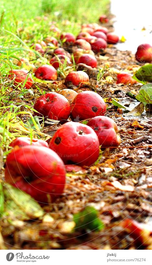 Soon mud Roadside Autumn Time Seasons Transience Putrefy Worm Grass Leaf Wet Damp Cold Red Green Mud Asphalt Meadow Nutrition Sense of taste Sweet Fruit Apple