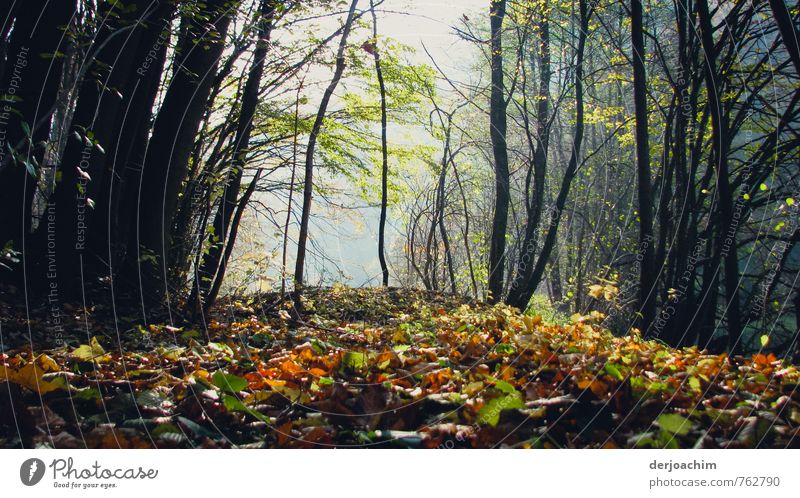 The sun shines through the trees, the leaves have fallen, a lonely deserted path in" Franconia". Happy Contentment Vacation & Travel Hiking Agriculture Forestry