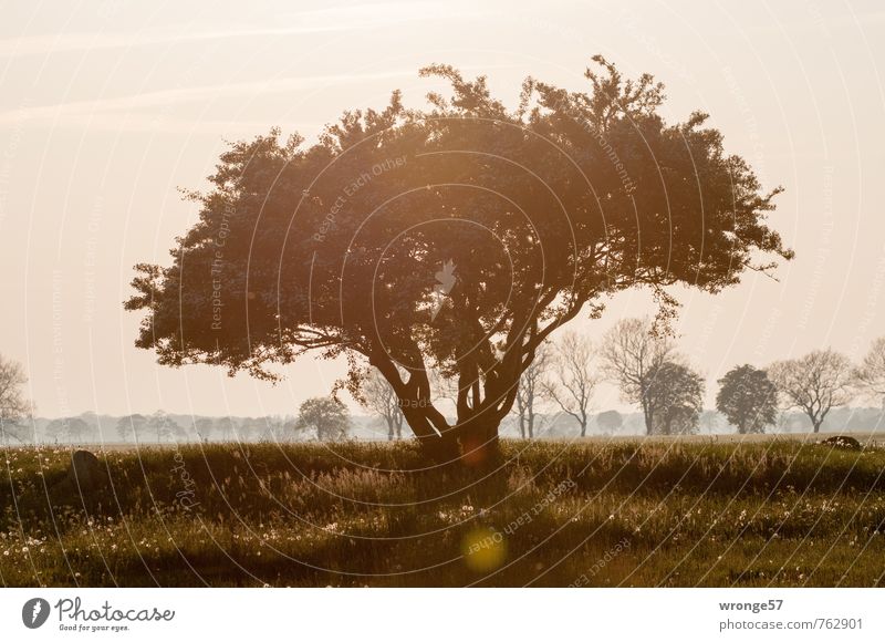 backlighting magic Nature Landscape Plant Sky Horizon Summer Beautiful weather Tree Bushes Field Brown Moody Back-light Meadow Summery island rebuke Nobbin