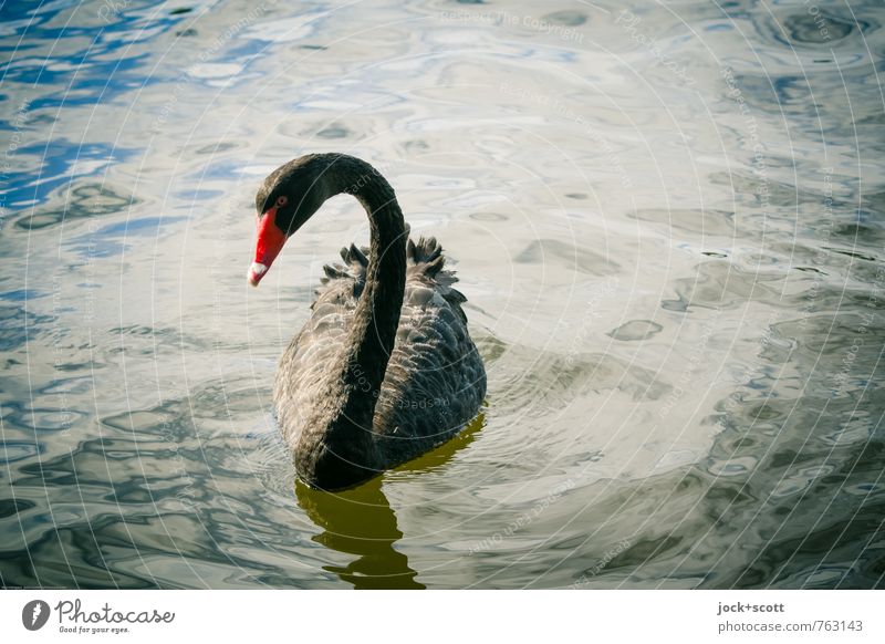 sad swan Swan 1 Animal Observe Elegant Exotic Black Interest Expectation Grief Tropical Species diversity Calm Shadow Silhouette Low-key Animal portrait