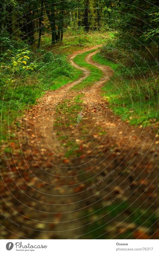 walk in the woods Forest Forest road Traffic lane Skid marks Tree Grass Leaf Autumn Nature Lanes & trails Street Curve Circle long and winding road