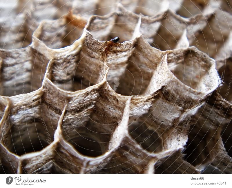 The hive Nest Lifestyle Terror Creepy Fear Panic Macro (Extreme close-up) Close-up wasp insects bee panicky danger pain brown architecture building cell