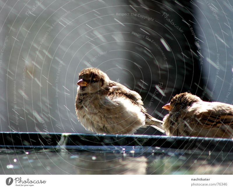 sparrow laundry Sparrow Laundry Well Exterior shot lien Water rain splash Feather