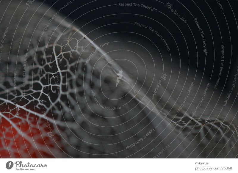 Caught in the net Physalis Grating Macro (Extreme close-up) Detail Net core inside Structures and shapes neuronal