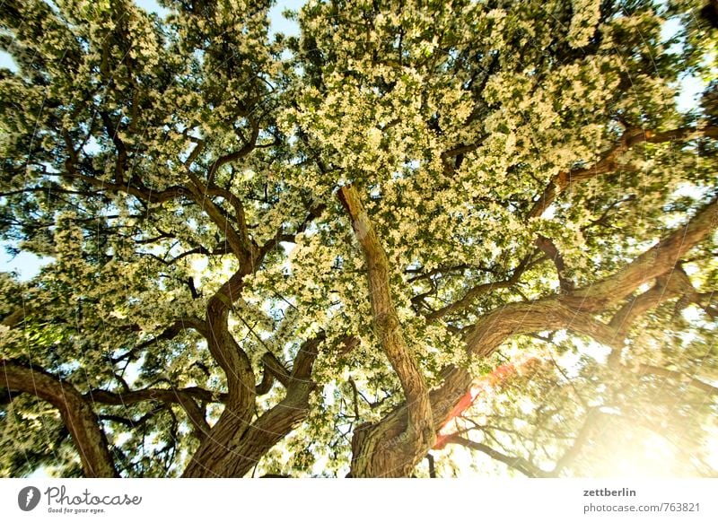 tree Tree Branch Twig Bushes Blossoming Bright Dazzle Flashy Morning Sunbeam Light Plant Growth Avenue Structures and shapes Arrangement Background picture