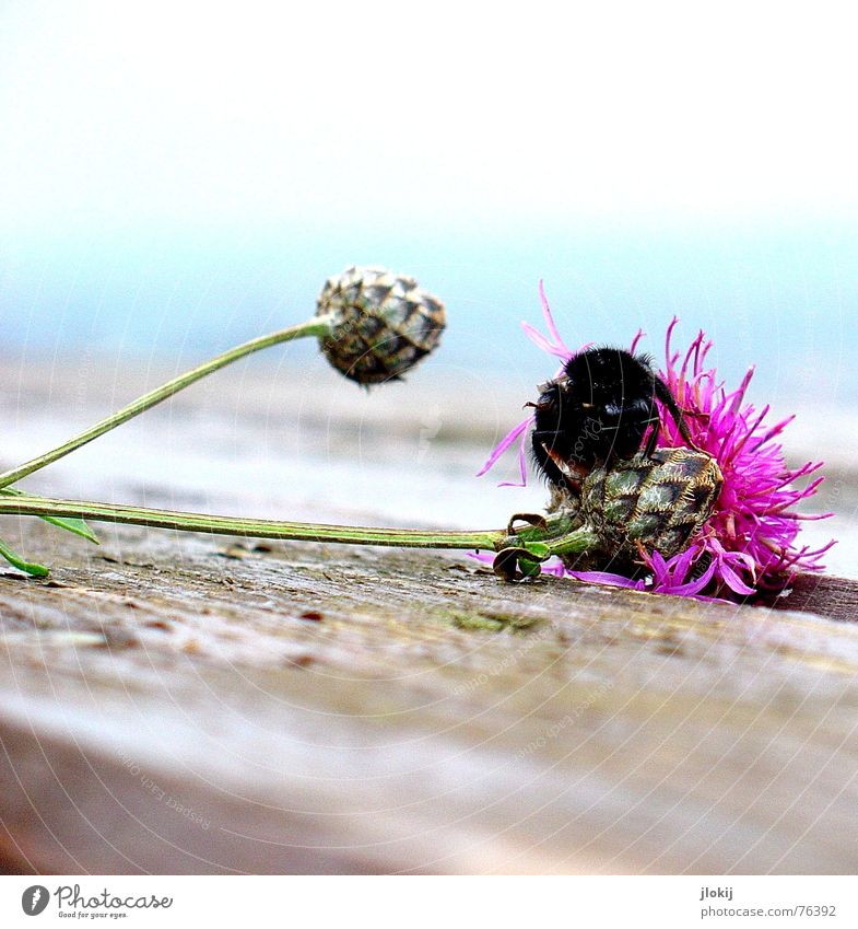 hummlic Bumble bee Blossom Blossoming Autumn Plant Animal Insect Stamen Table Wood Bee Wasps Pink Flower Light blue Wood flour Bland Corner Delicate Soft