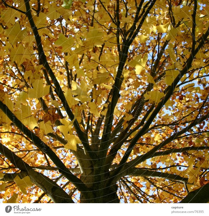 a tree says goodbye Tree Autumn Moody Seasons Exterior shot Goodbye New start Relief Yellow Brown Leaf hearty mood Tree trunk Branch